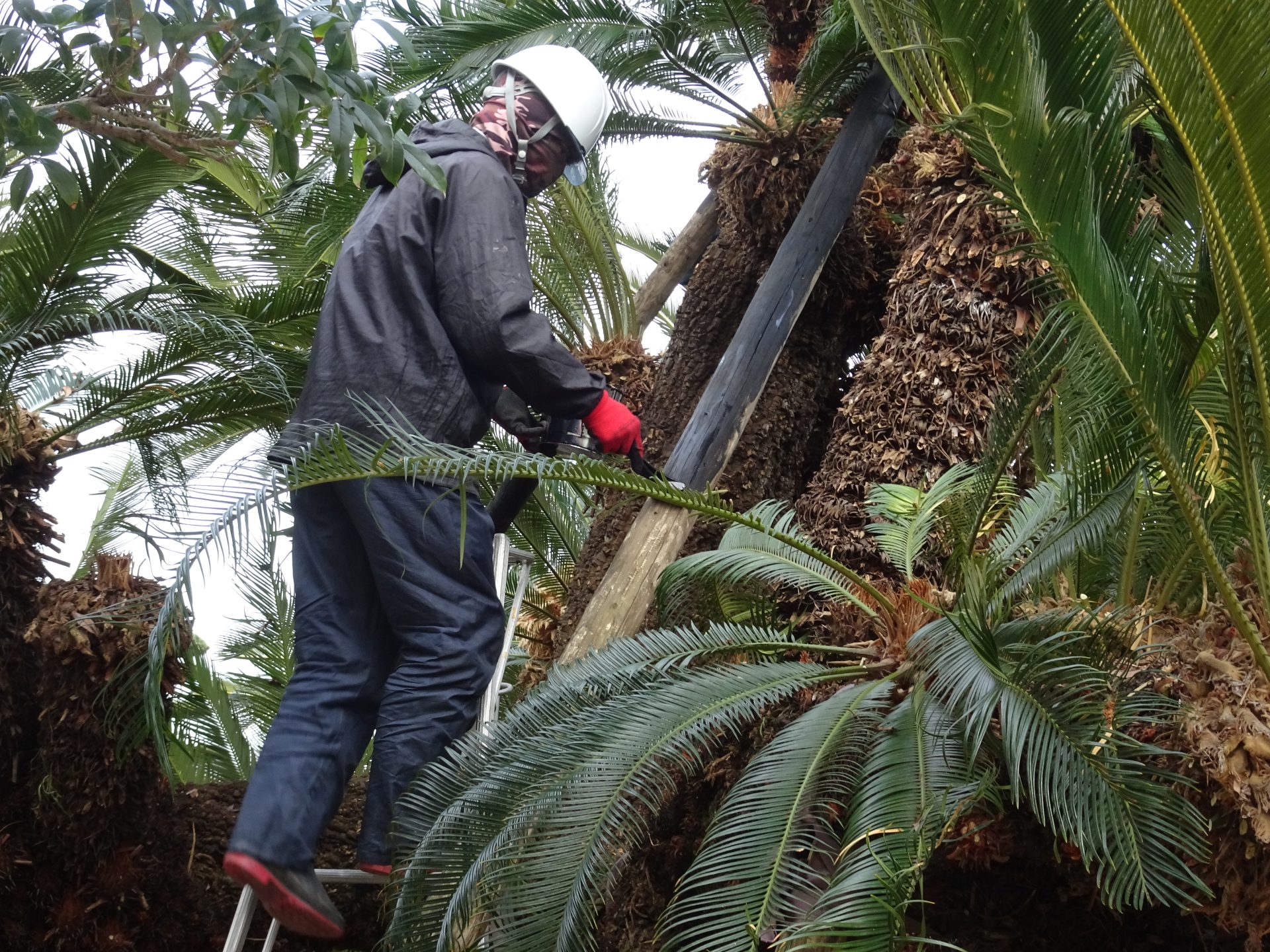 地面の空中写真。右上の角には道路が通っている。
